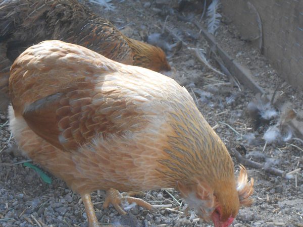 Gallery | Awesome Araucana Chicken Hatchery