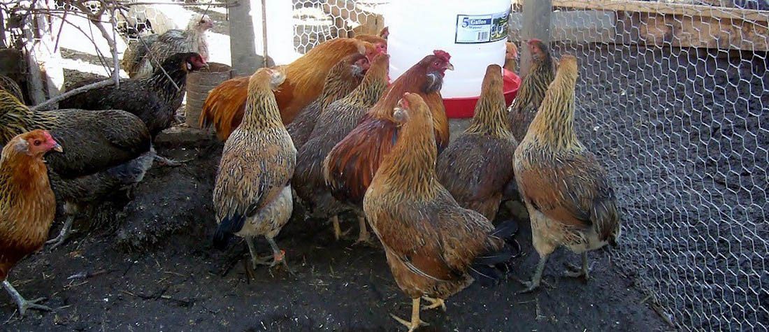 True Araucana Chickens - Awesome Araucana Chicken Hatchery